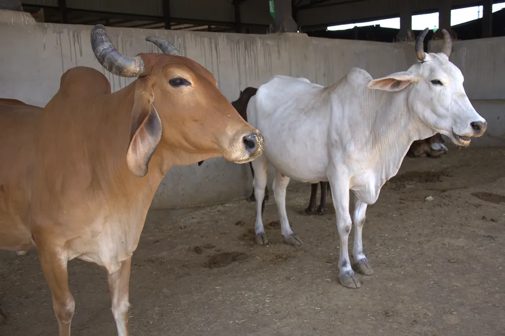 Cow Based Products